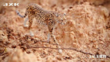(WAITLIST) JXK 1/6 Acinonyx Jubatus JXK115 / JXK116