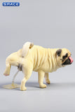 JXK JXK069C 1/6 Leg Lift Pug