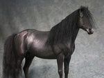 Mr.Z MRZ056 1/6 Animal Model No. 56 Thoroughbreds (BLACK MRZ56-5)