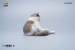 JXK 1/6 LAZY CAT 5.0 JXK086A, B, C, D, E